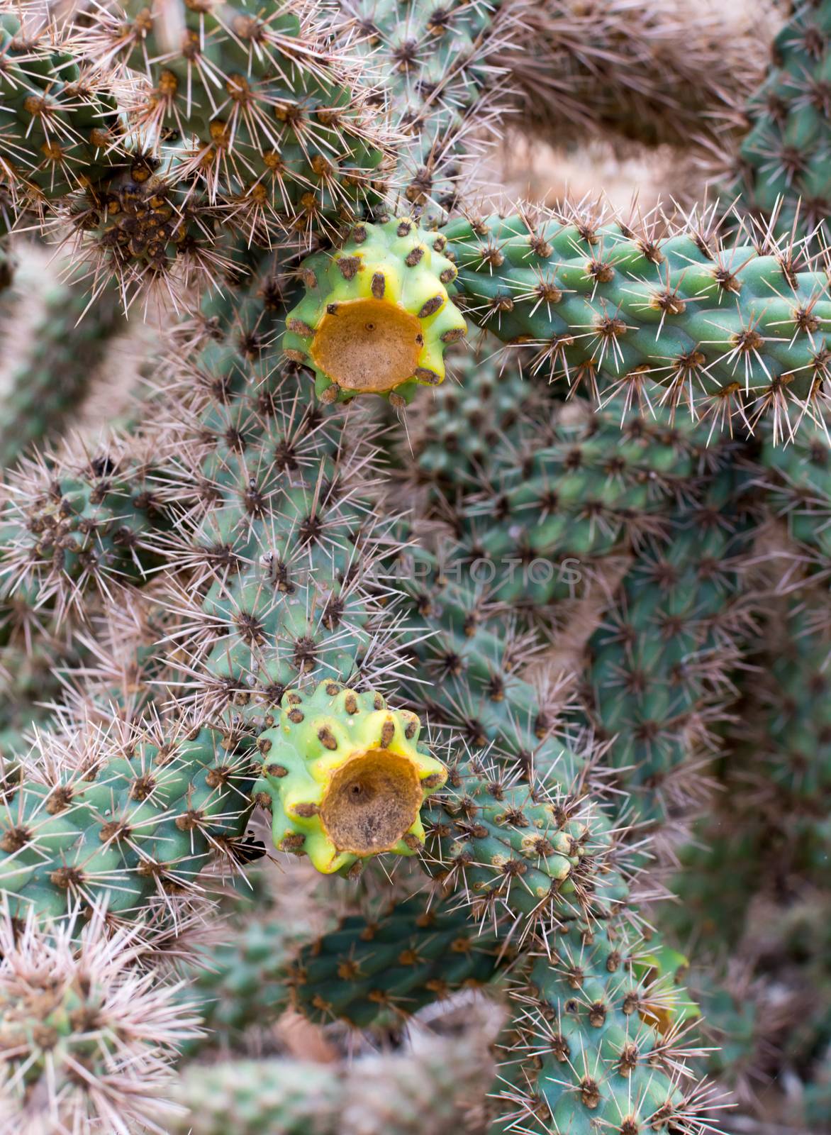 Yellow cactus fruits Opuntia.