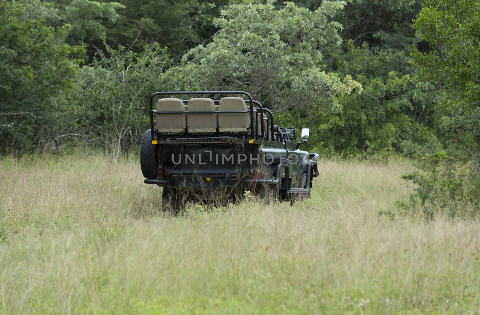 open safari in south africa nature with trees and high grass