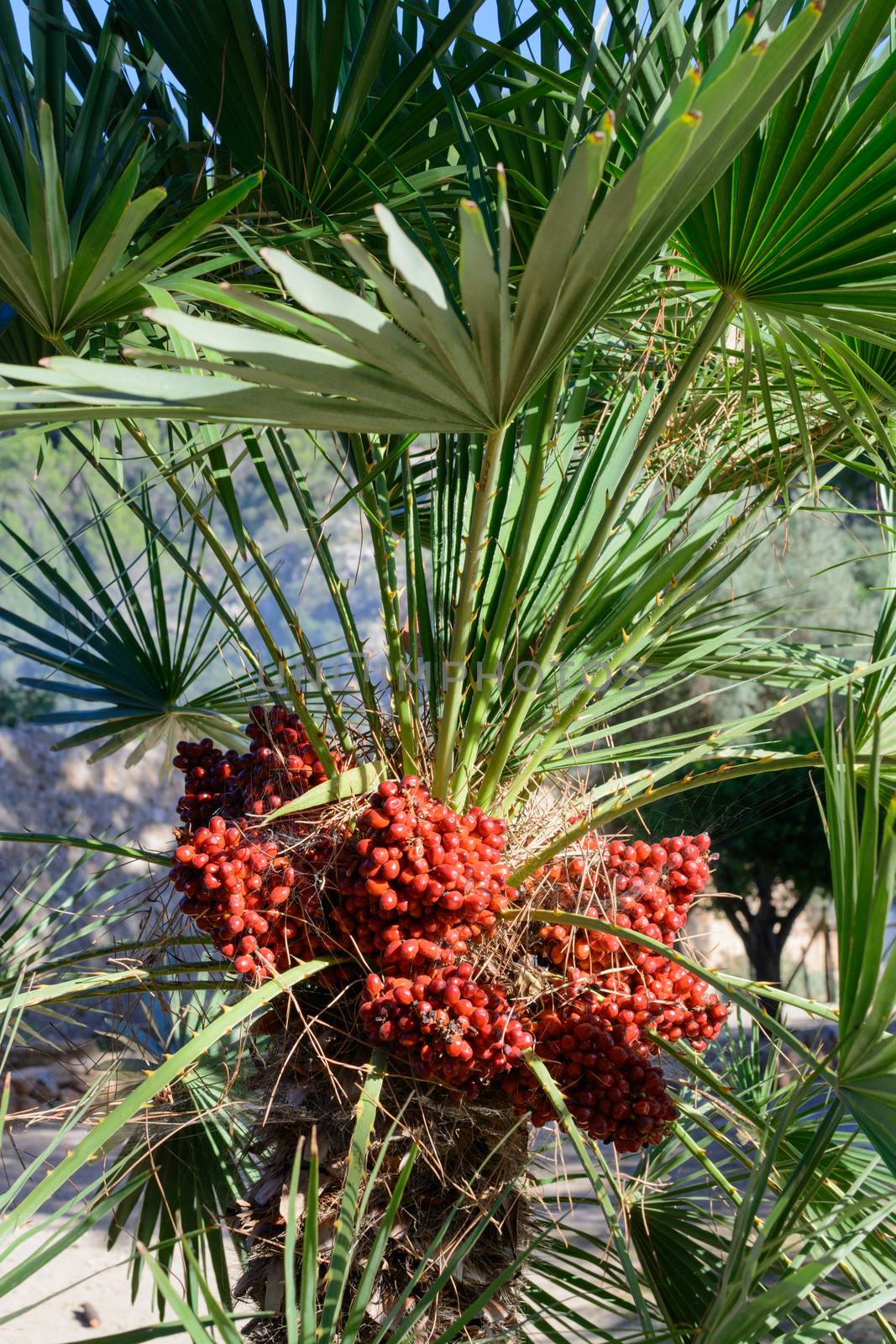 Endemic fan palm, Chamaerops humilis, with red berries