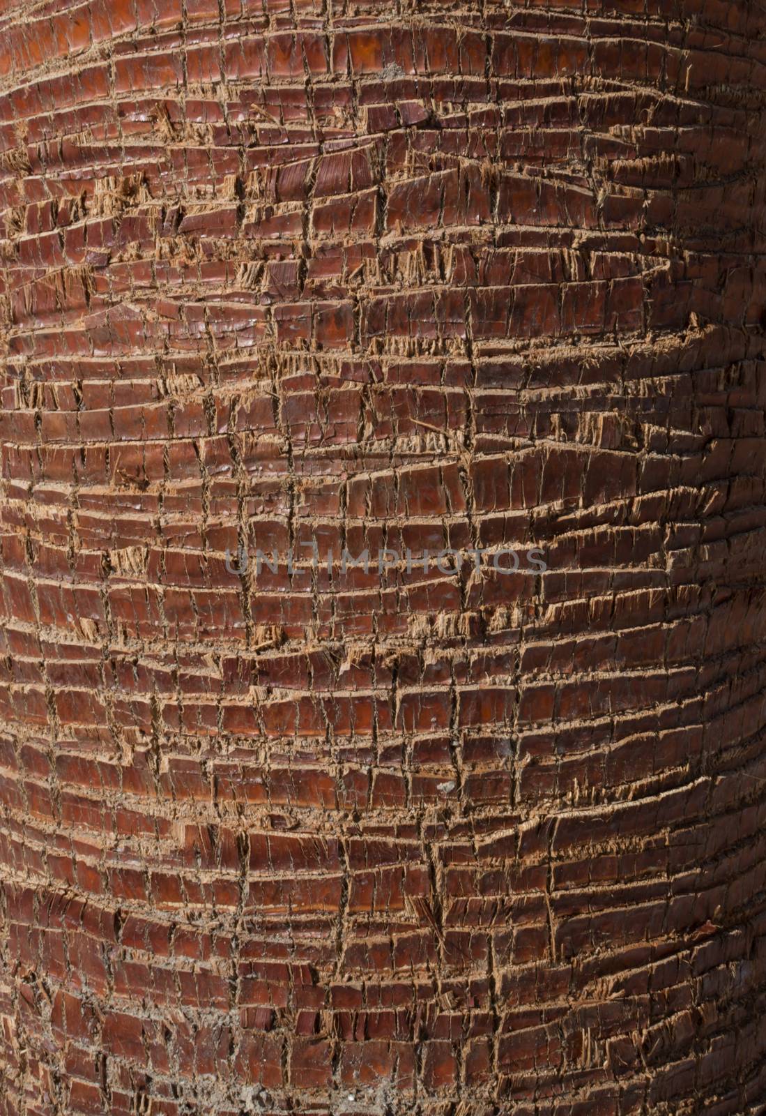 Warm brown sunlit bark surface for background.