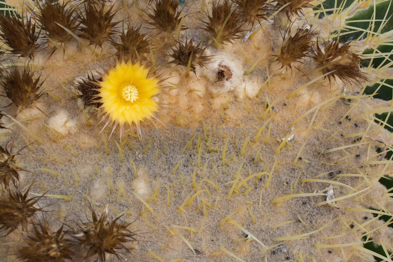 Yellow cactus flower and thorny surface.