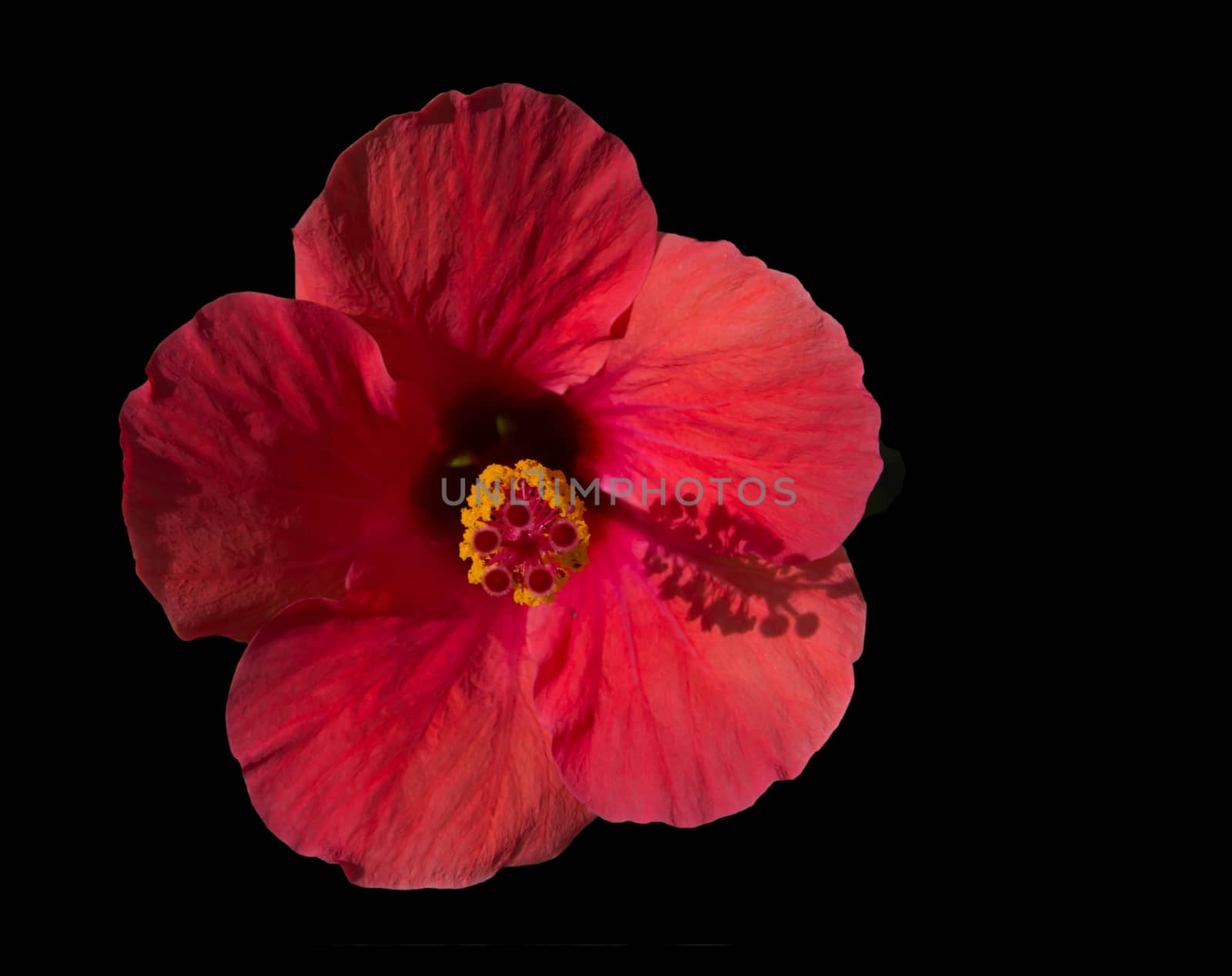 Red Hibiscus flower frontal view isolated on black.