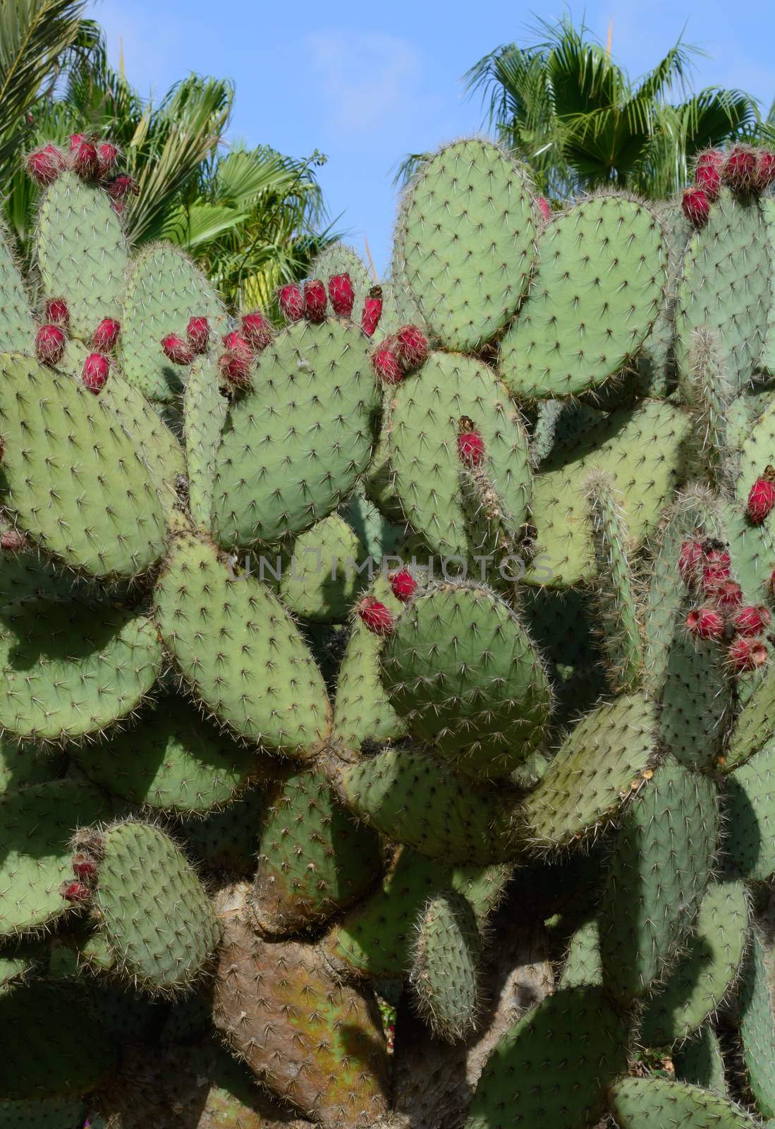 Cacti with red berries, palm trees and blue sky.