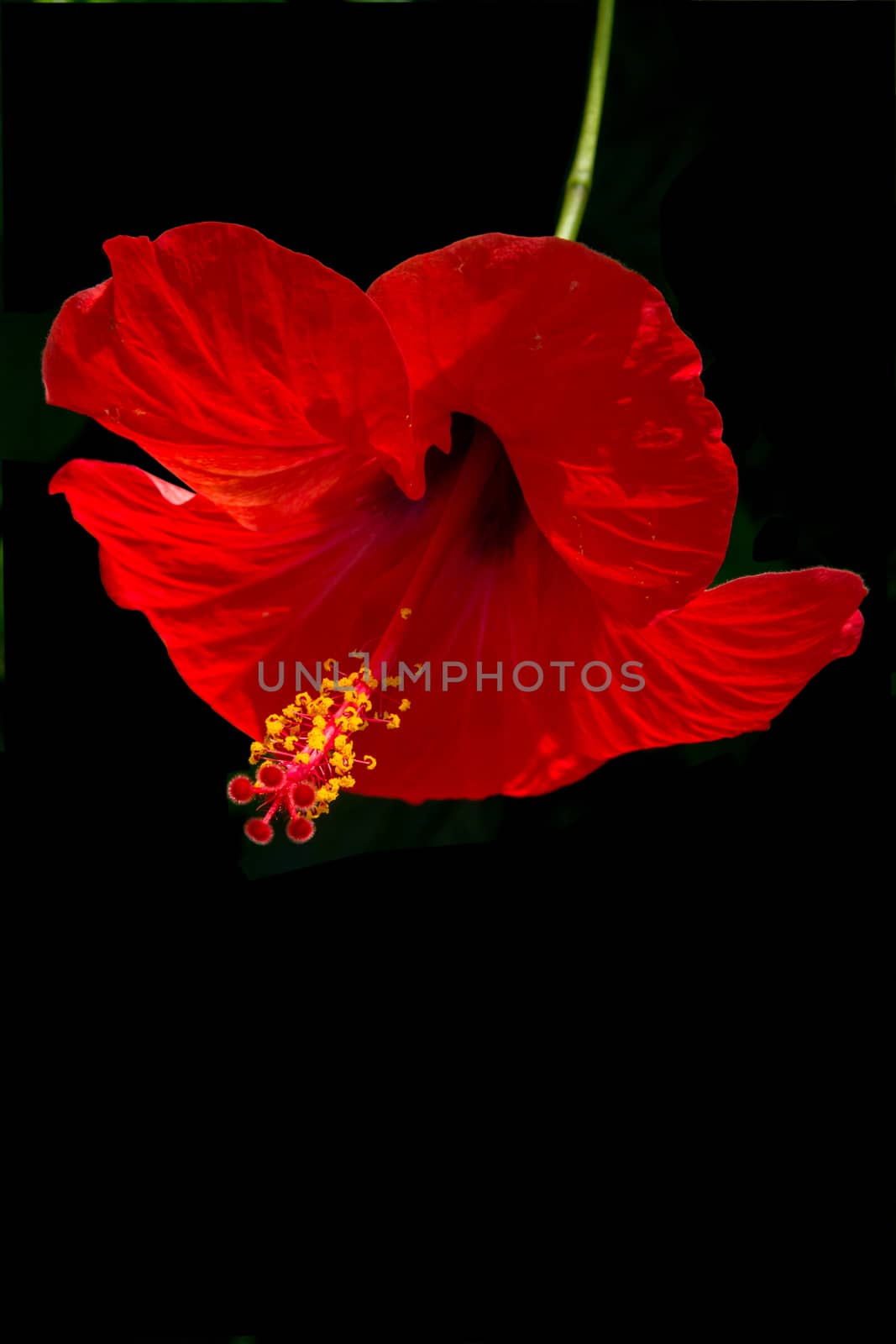 Red hibiscus flower with green stem and yellow petals isolated on black.