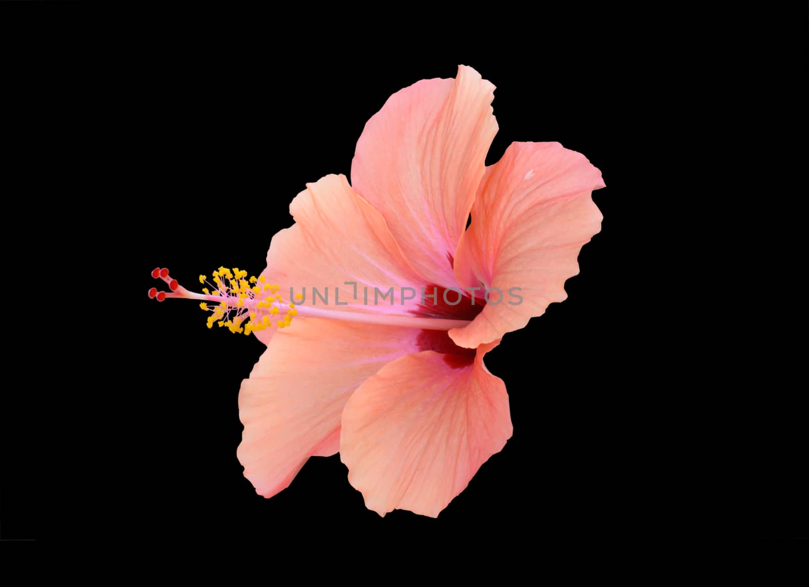 Peach red hibiscus by ArtesiaWells