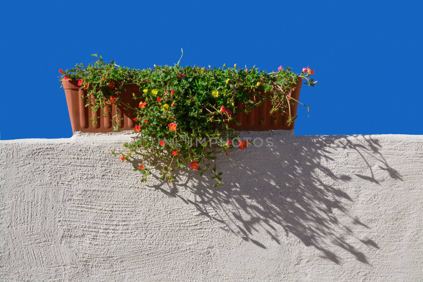 Terracotta flower pot on white-washed wall and blue sky.