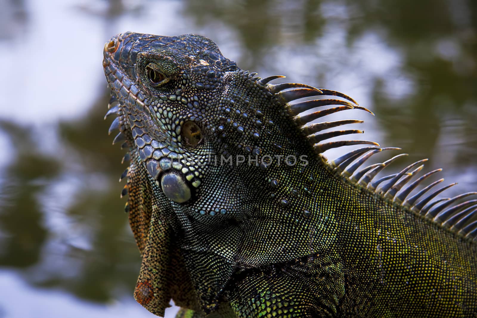 Reptile - colorful textured iguana close-up on nature background.
