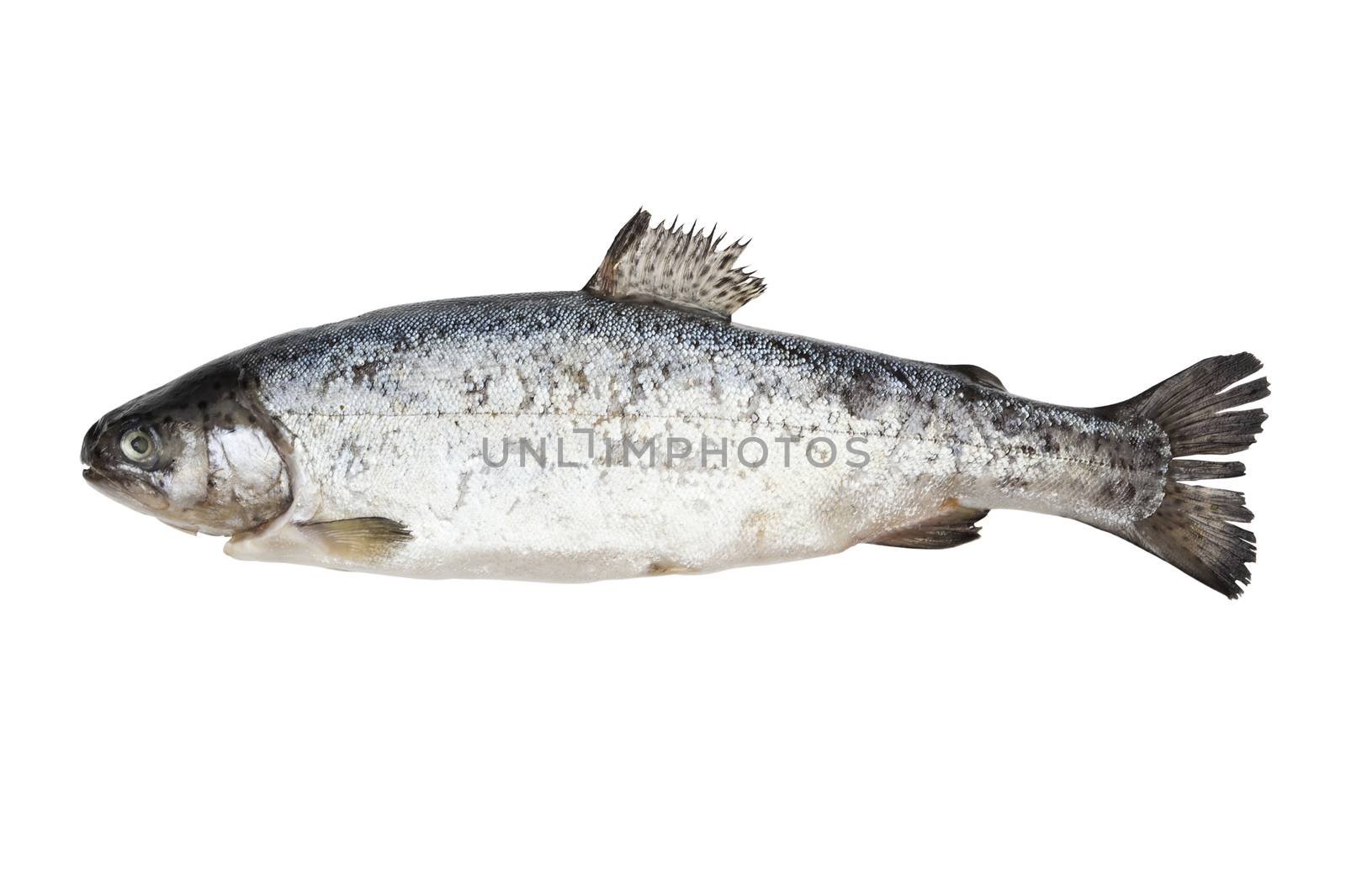 Trout isolated on white background with clipping path.