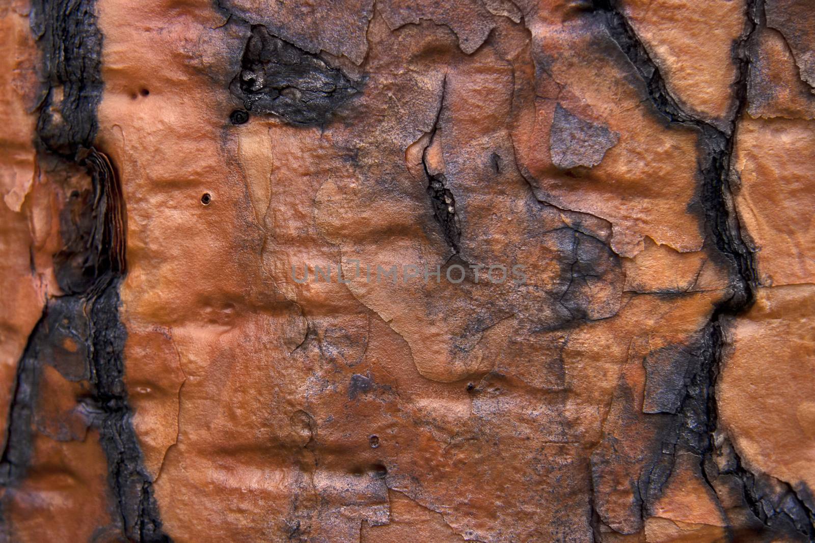 Exotic brown rough bark background texture.