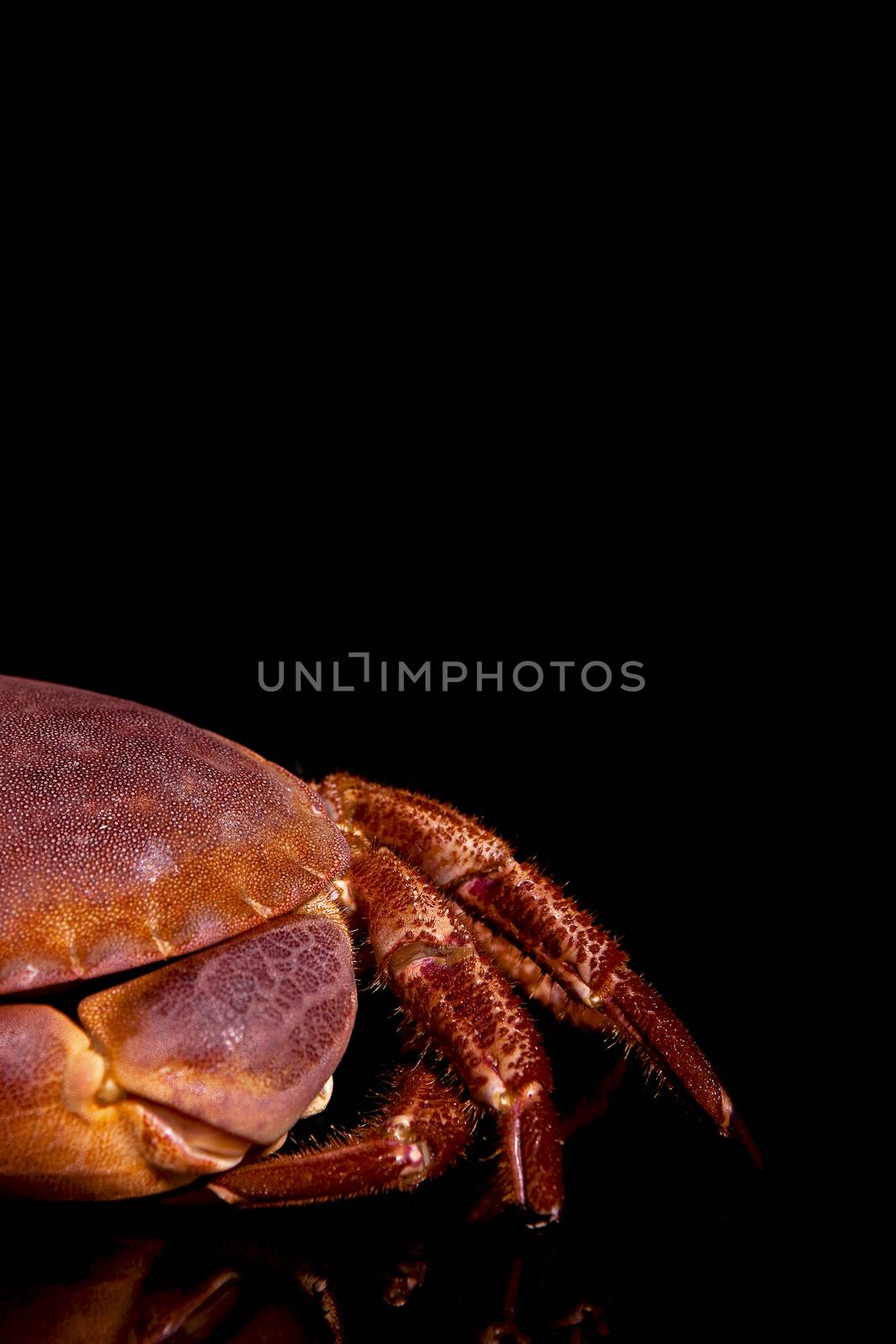 Seafood. Crab by eskymaks