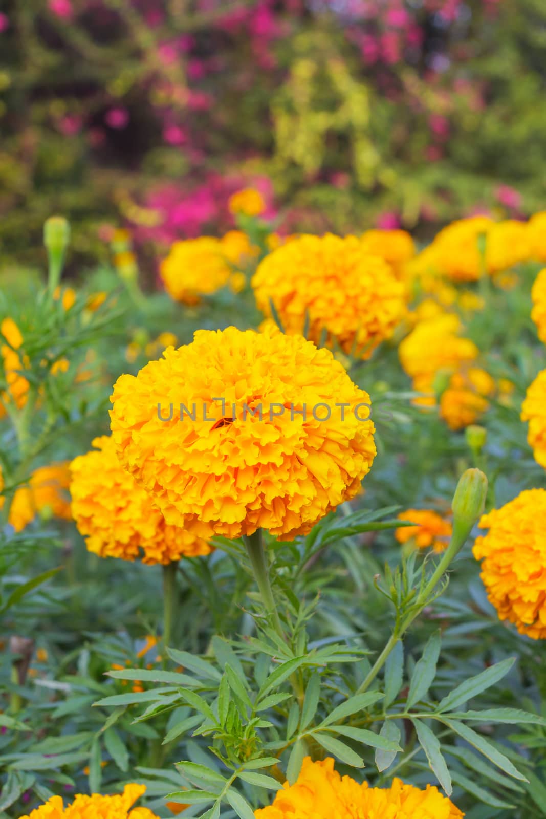 Marigold flower background by FrameAngel