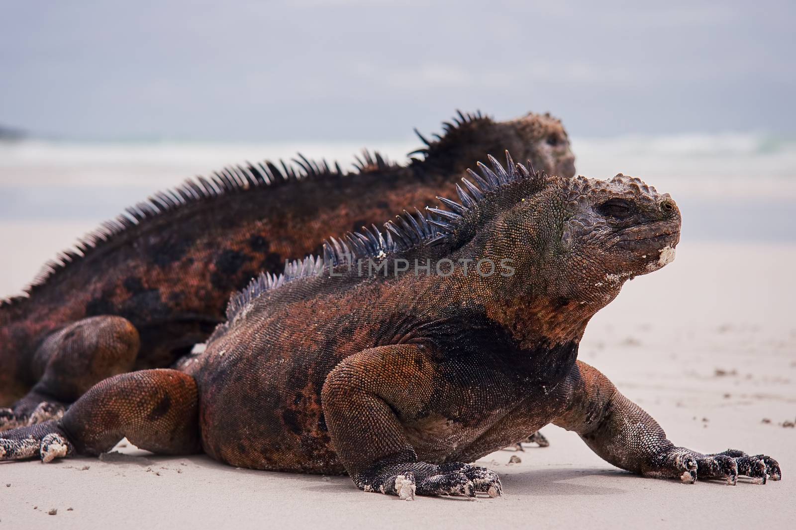 Marine iguanas on beach. by eskymaks