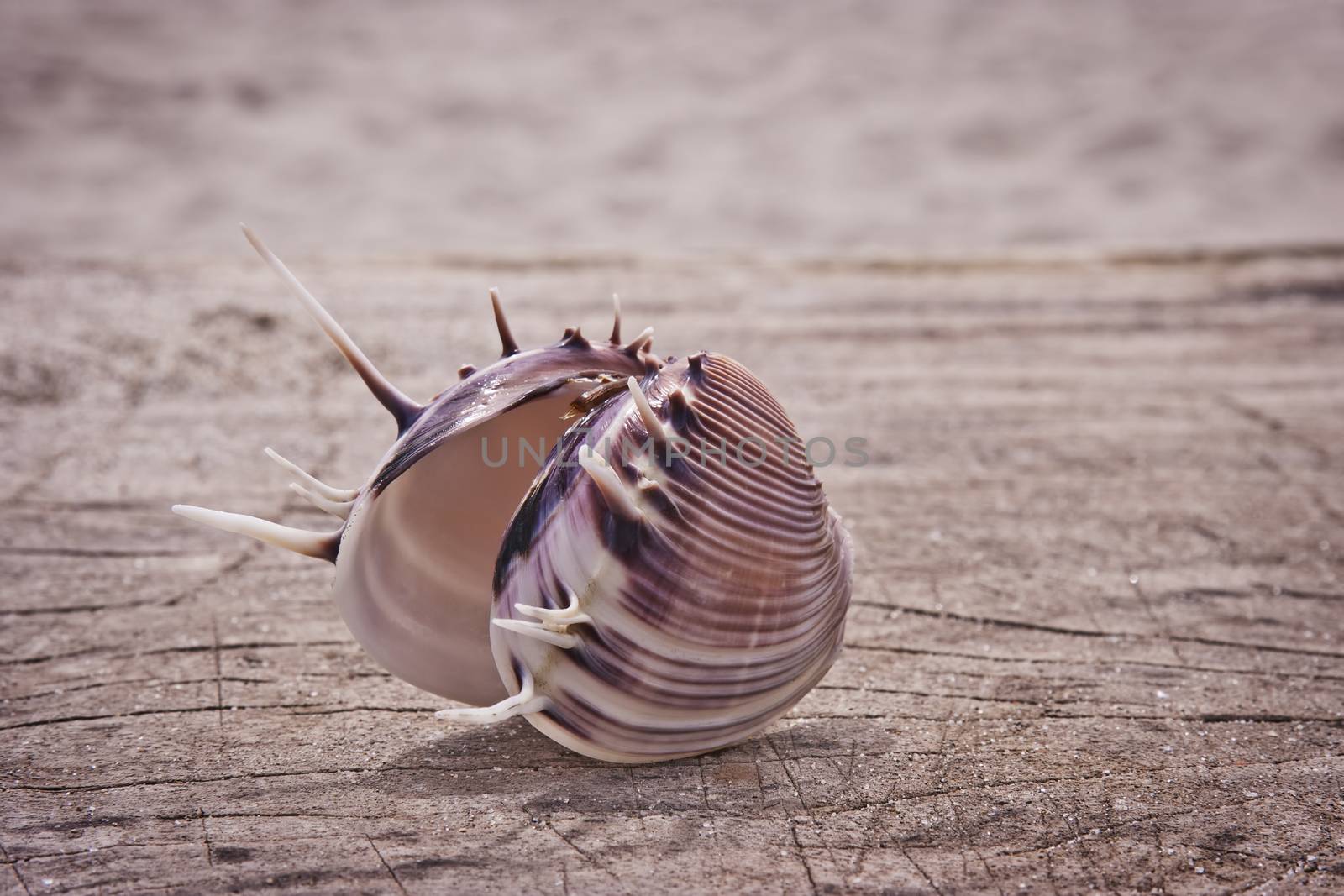 Big beautiful seashell isolated on wooden background. Holiday concept.