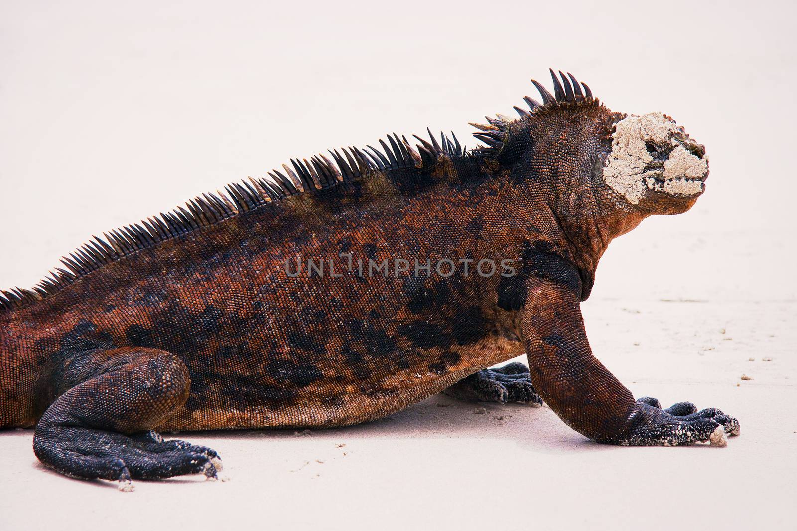 Marine iguana. by eskymaks