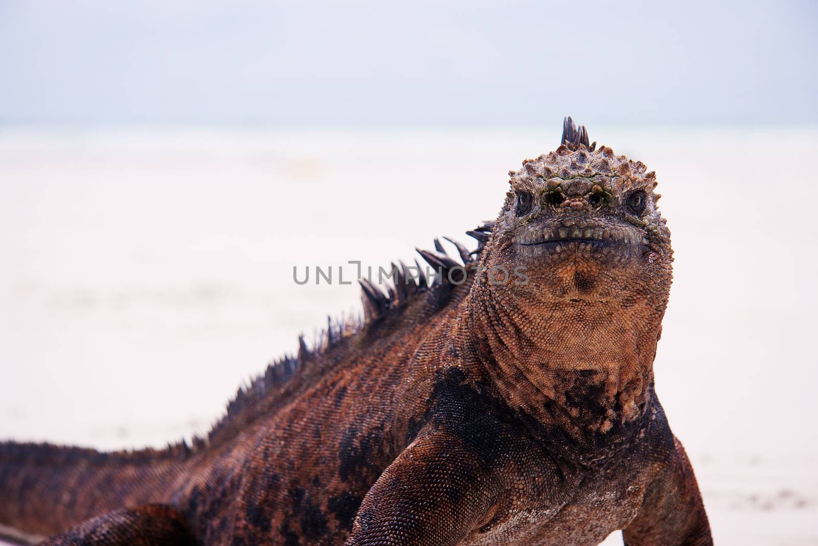 Marine iguana looking into camera on beach. Unique prehistoric reptile.