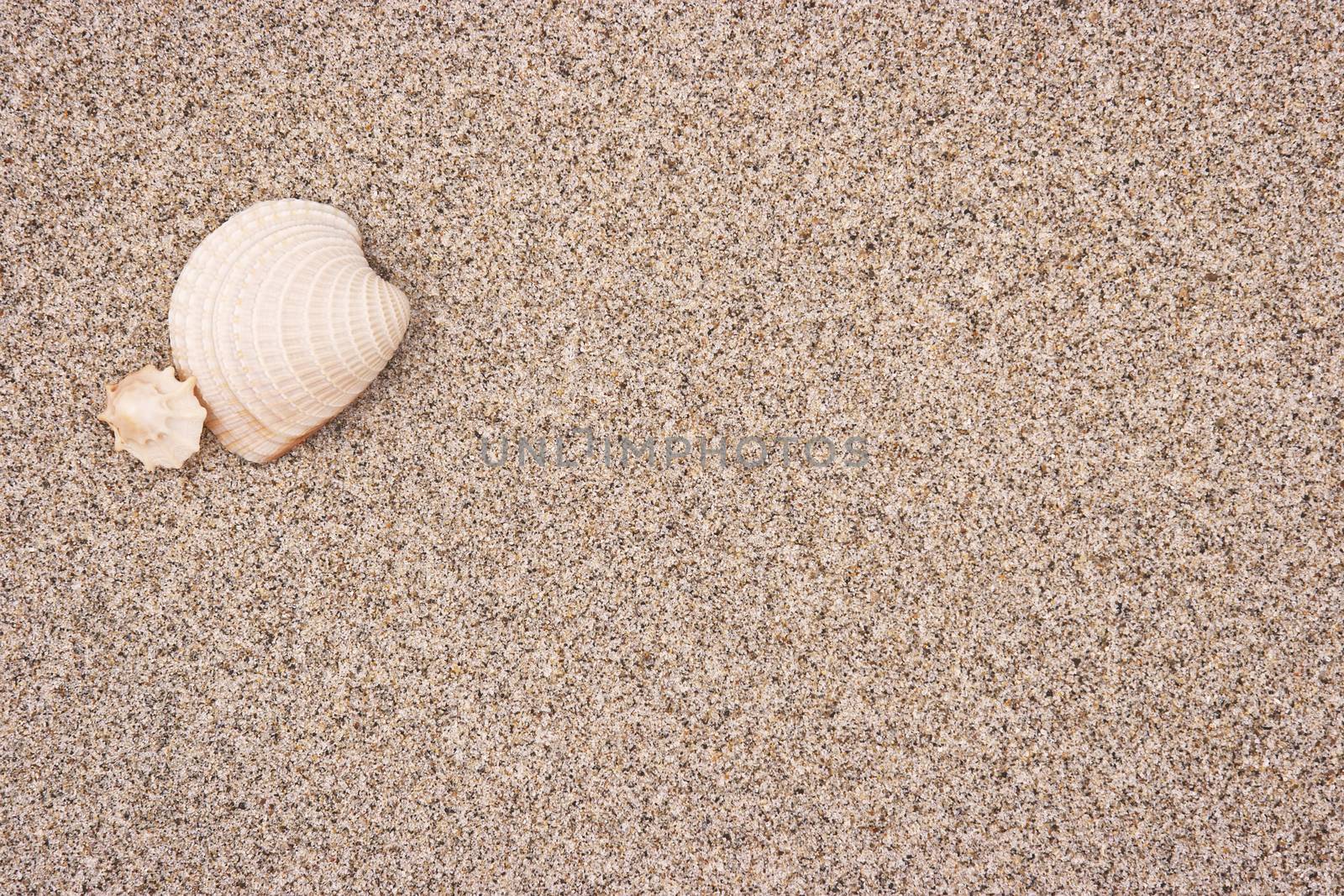 Seashells in white sand with copy space. Summer vacation background.