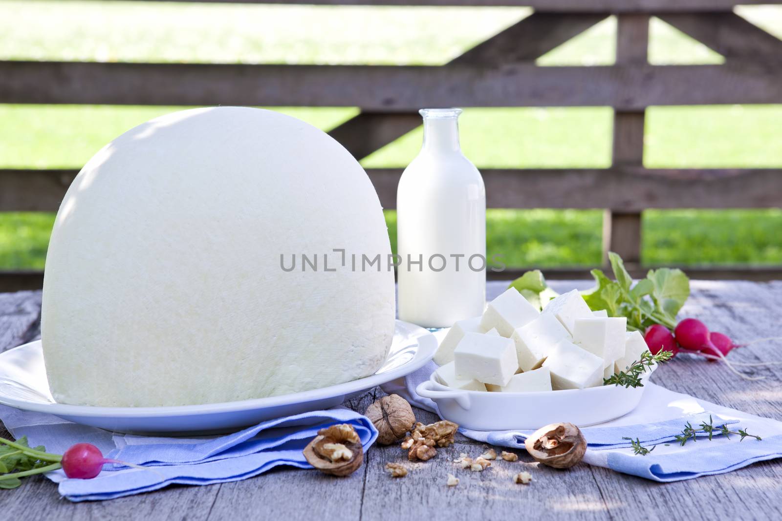 Huge white sheep cheese with milk on wooden table on organic farm. Organic dairy products.