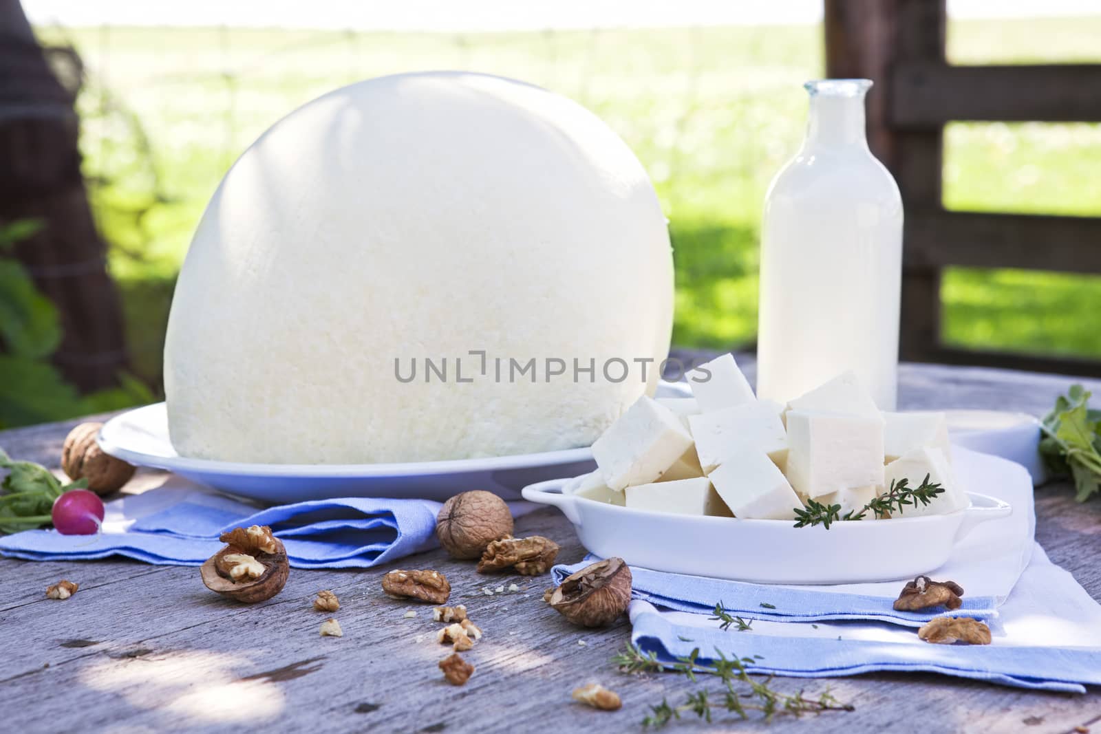 Traditional white cheese. Huge cheese piece on wooden table with fresh vegetables.