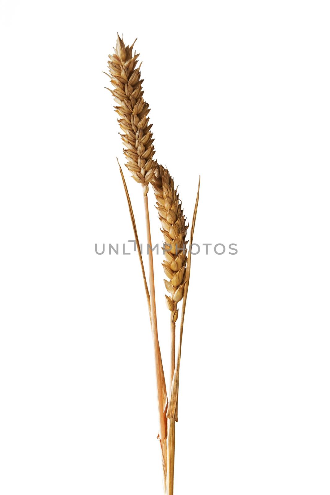 Golden wheat isolated on white background.