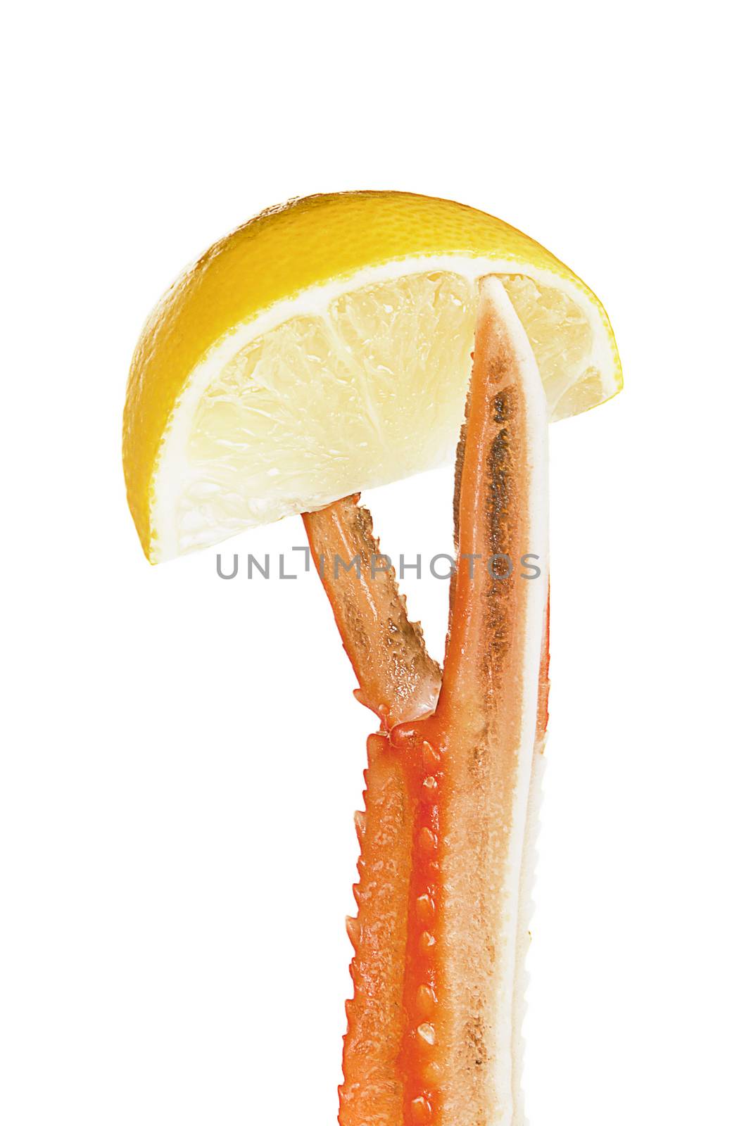 Seafood concept. Languoustine holding lemon isolated on white background.