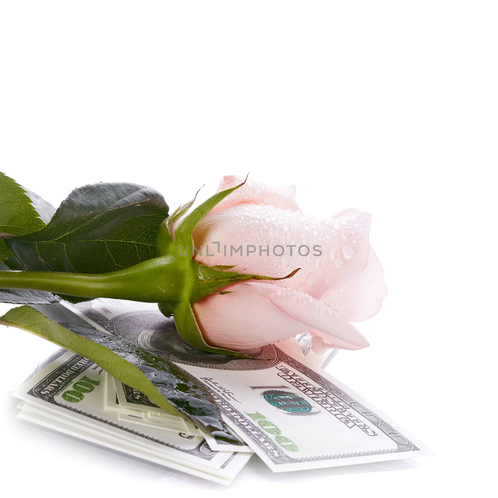 Pink rose flower and money by Azaliya