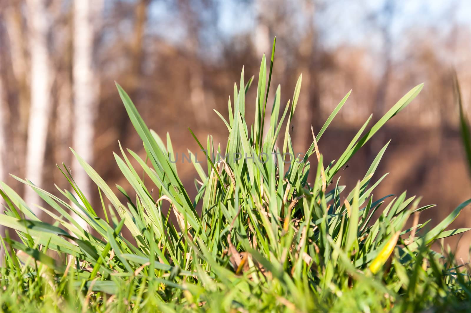 Clump of spring, green grass by mkos83