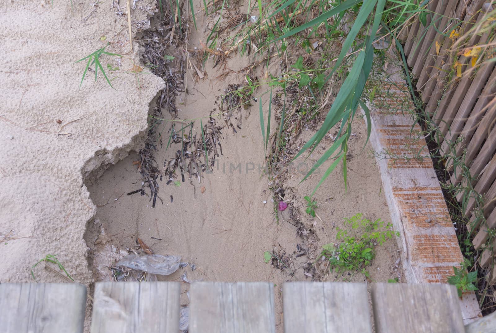 Reedbed of Camp de Mar, a typical humid coast-field with water coming from at least two sources: the Torrent de s'Aguait flowing into the beach, and the sea-water pushed up by waves. Natural protected area that also controls coastal erosion and helps maintain biodiversity. Photo taken the day after the big storm of October 29 2013.