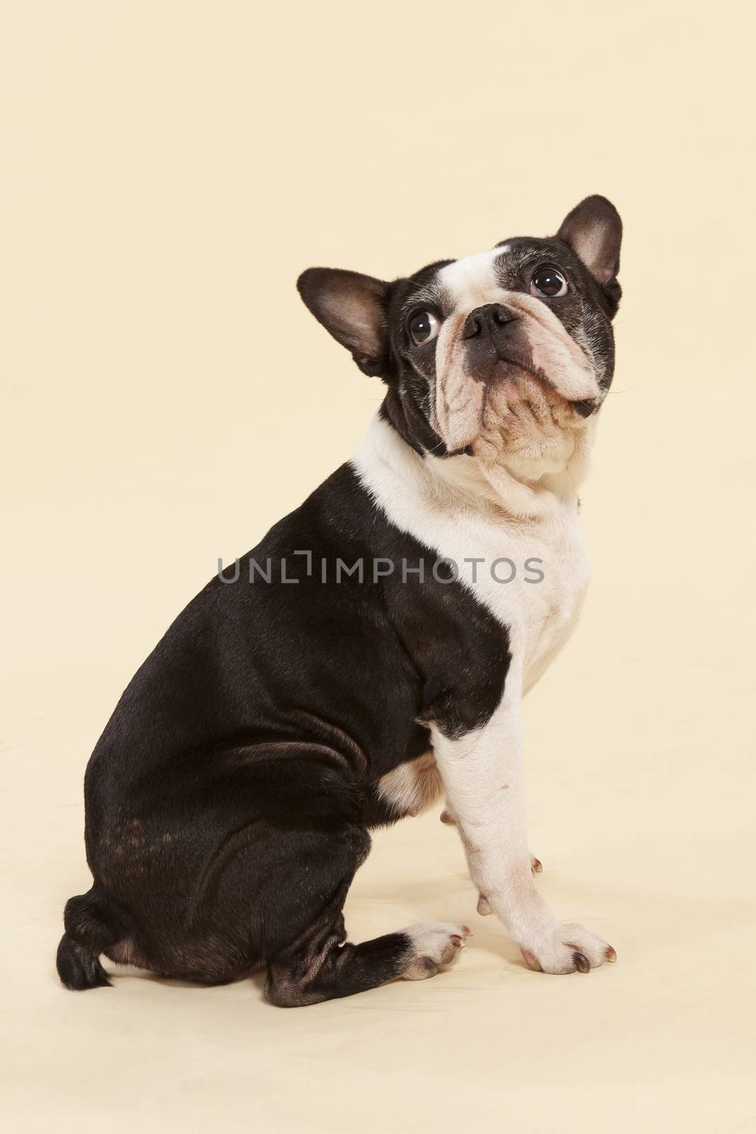 Cute french bulldog looking into the camera isolated on neutral background. Cute dog.