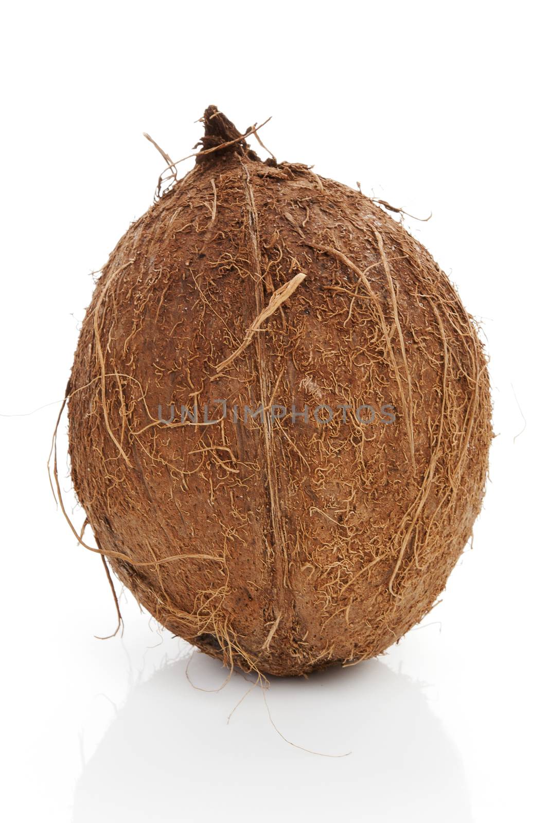 Whole hairy brown coconut isolated on white background. Tropical fruit.