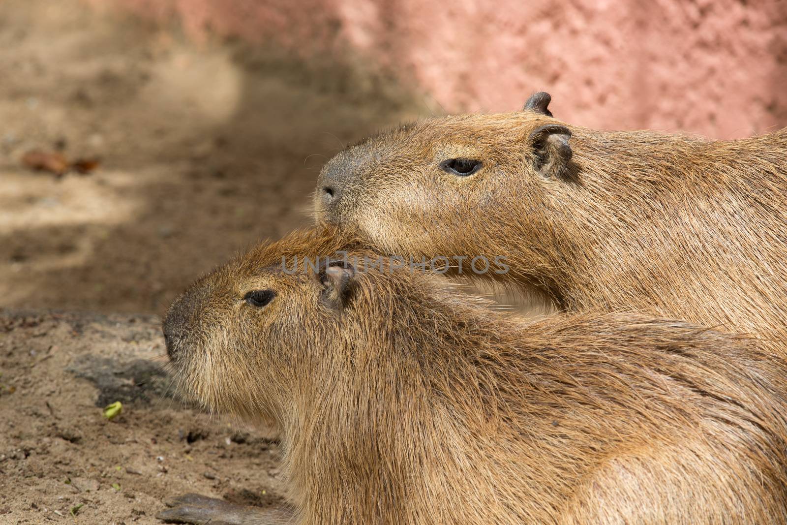 Capybara  by Pakhnyushchyy