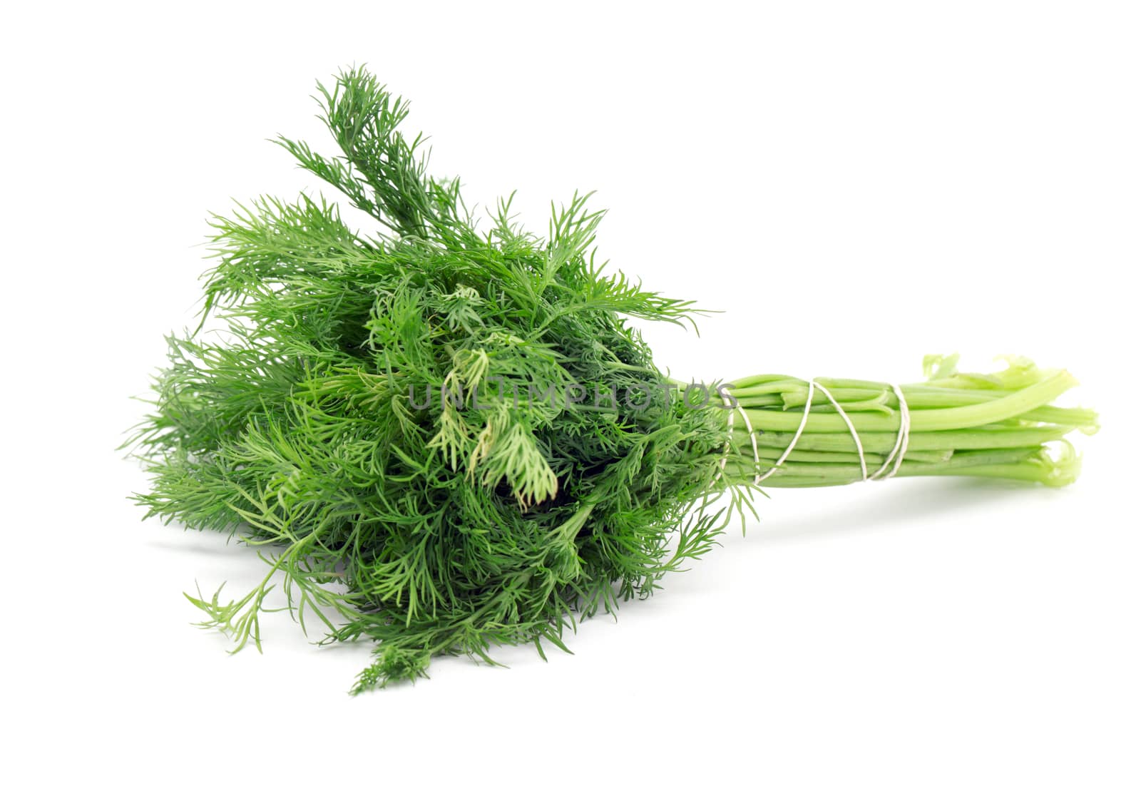 Bunch of fresh dill. Isolated on white background.