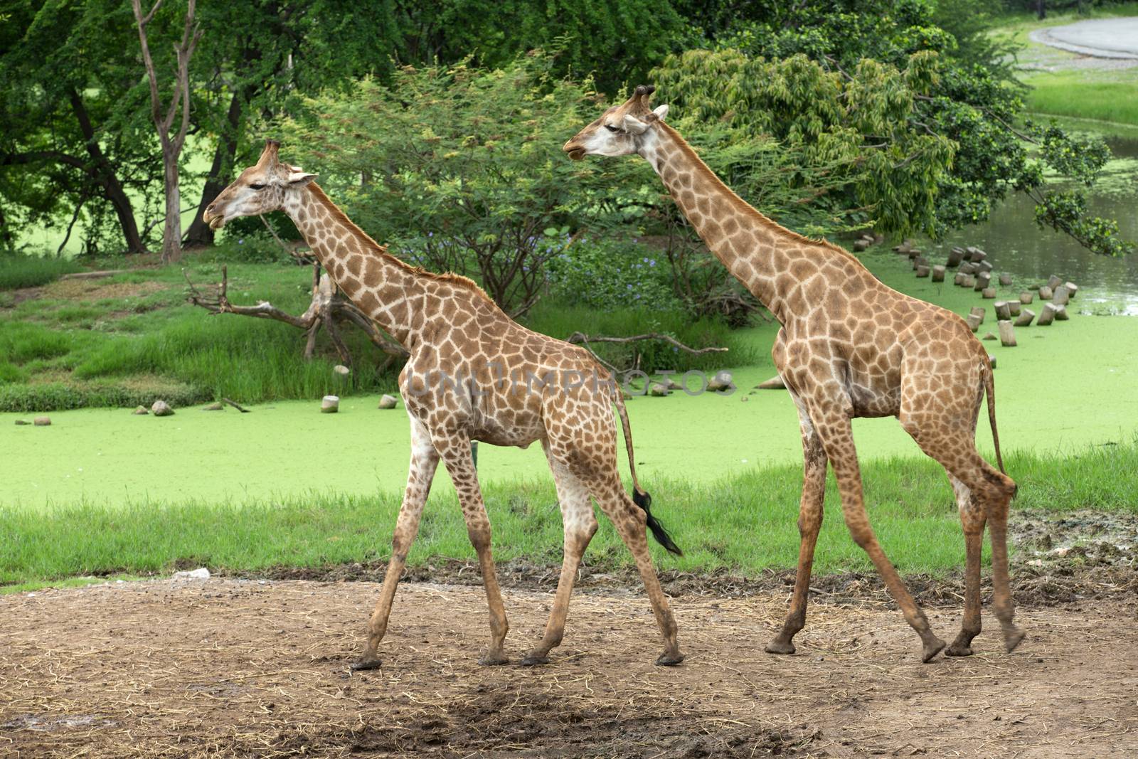 giraffes  by Pakhnyushchyy