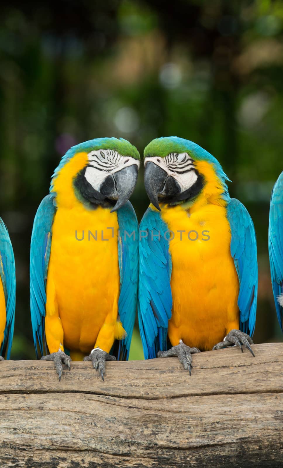 parrot bird  by Pakhnyushchyy
