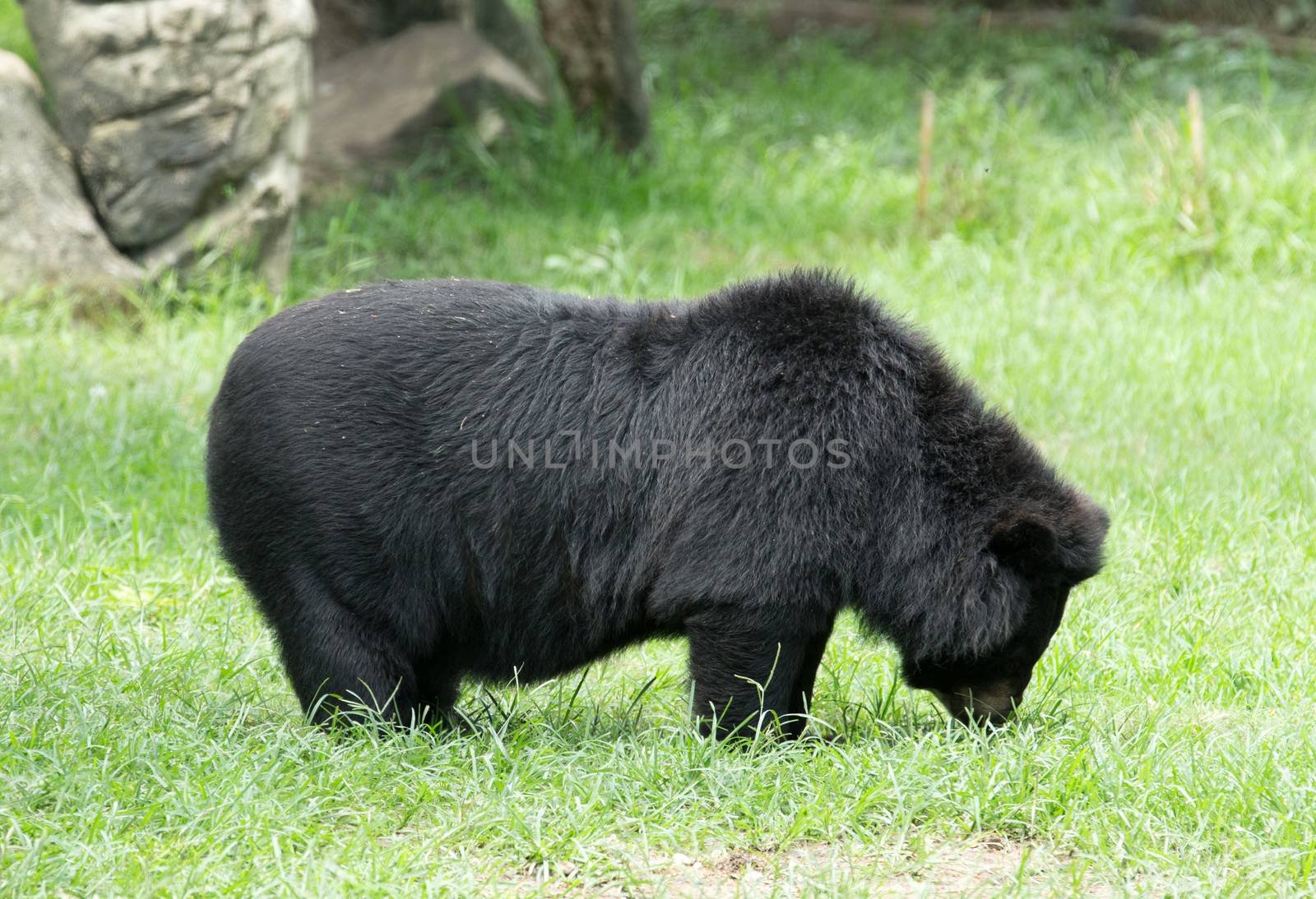 big black bear in zoo