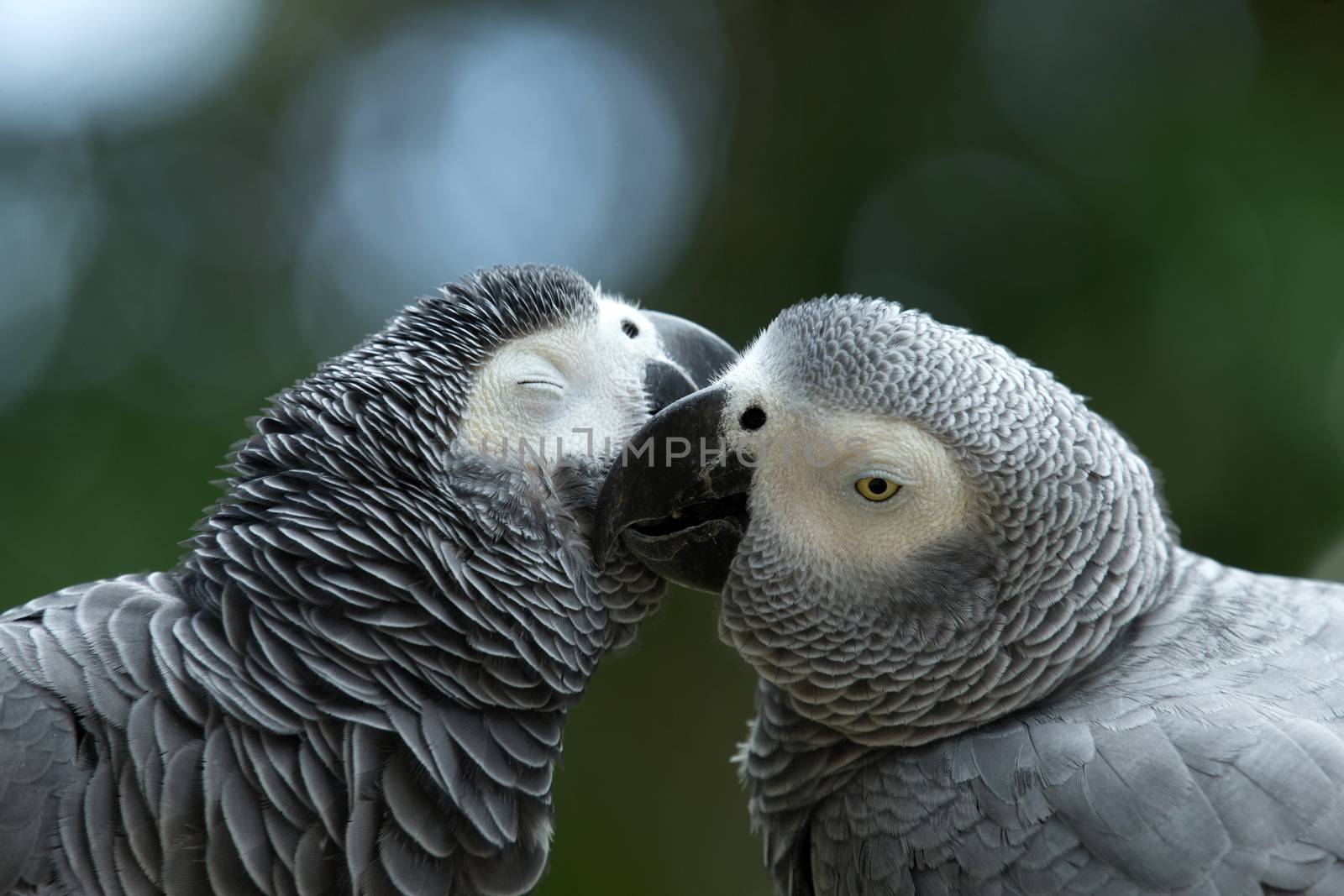 Pair of colorful Macaws parrots