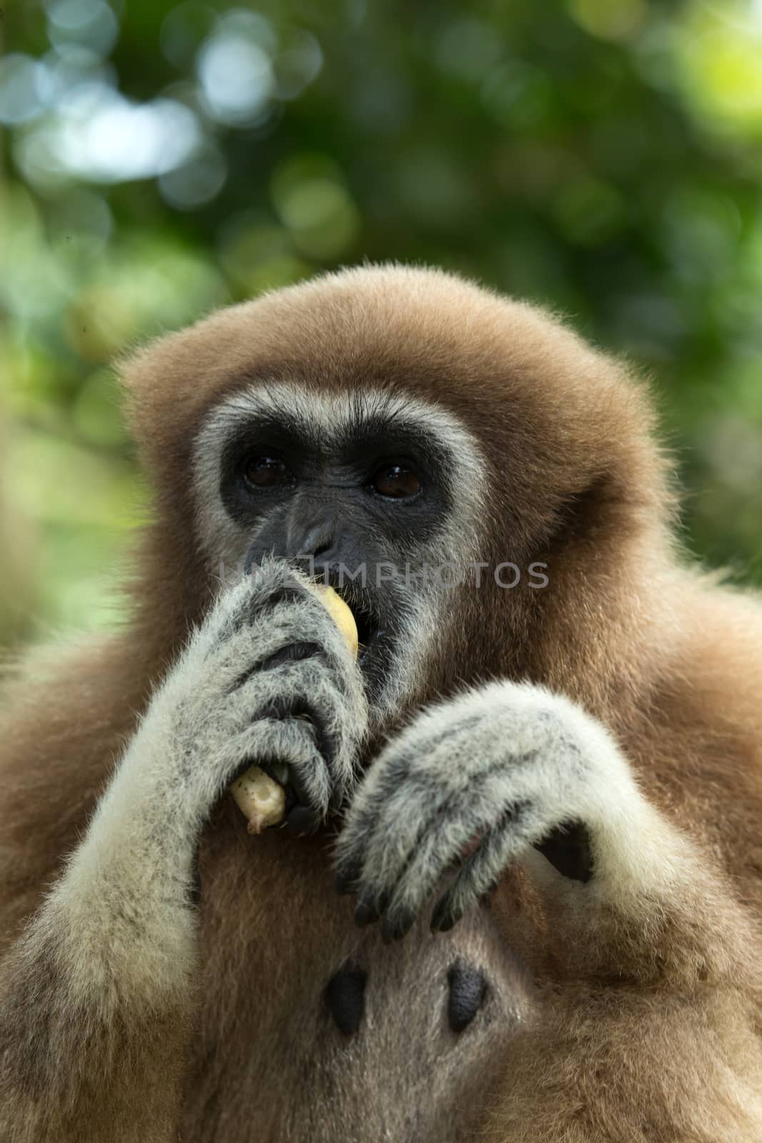 gibbon by Pakhnyushchyy