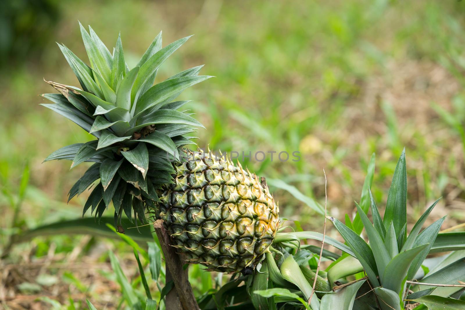 pineapple fruit farm growing nature background