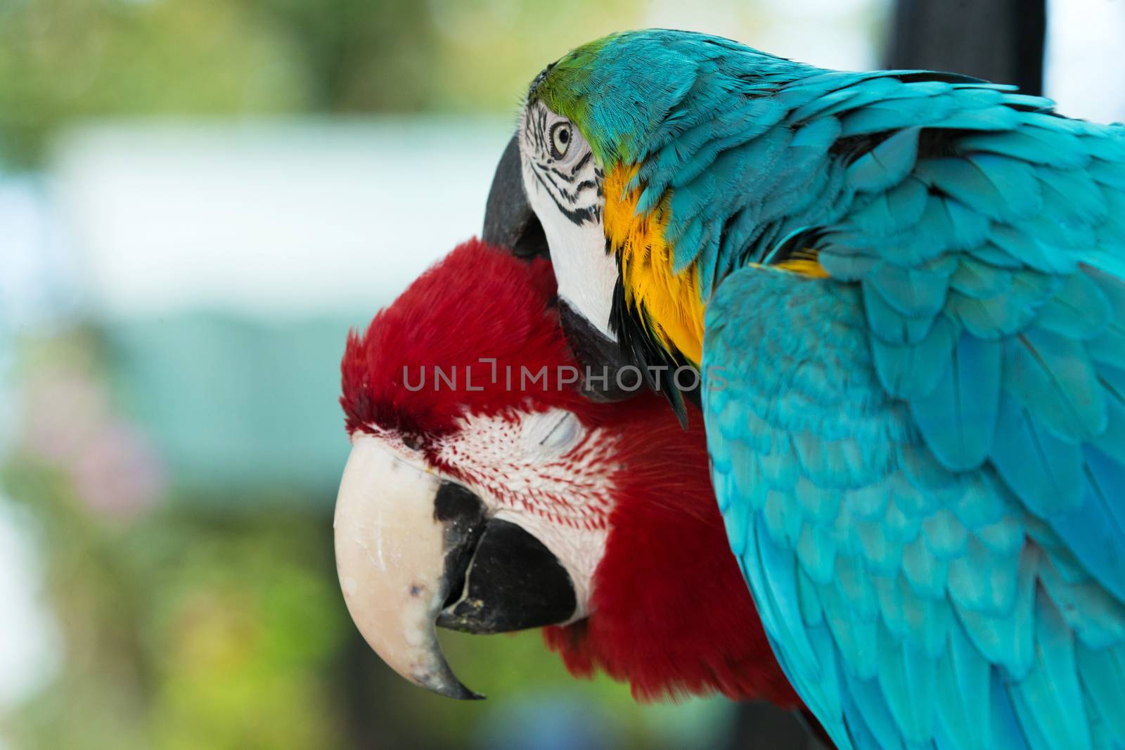 Pair of colorful Macaws parrots