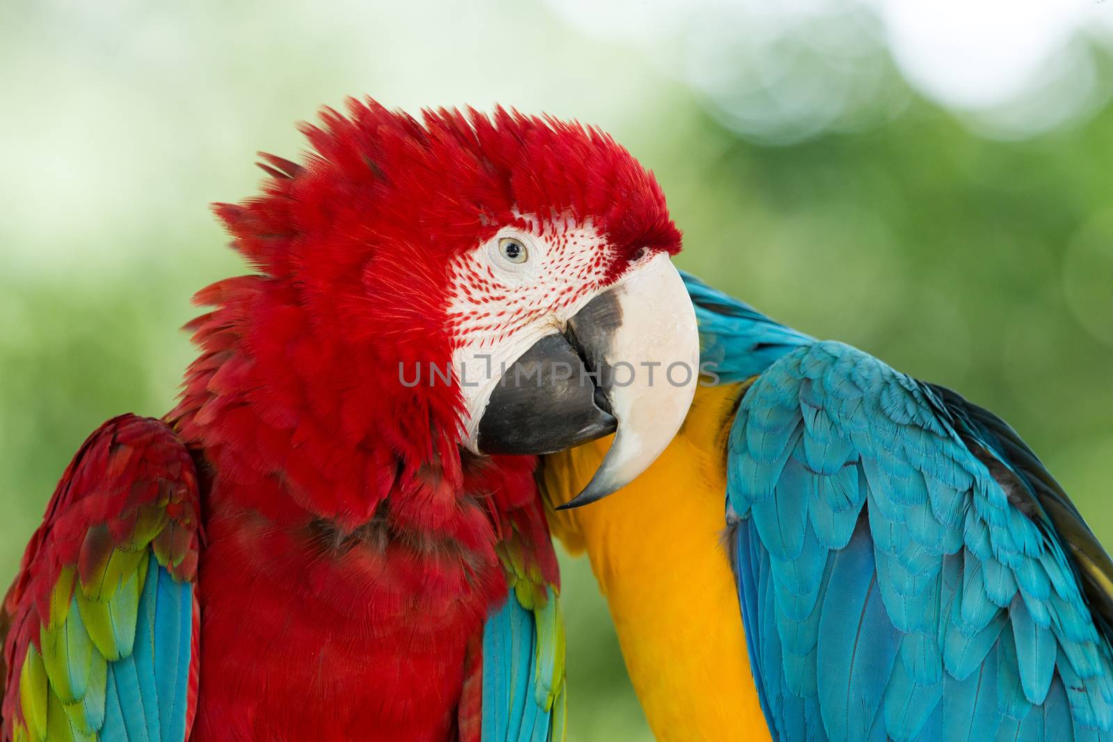  Macaws parrots by Pakhnyushchyy