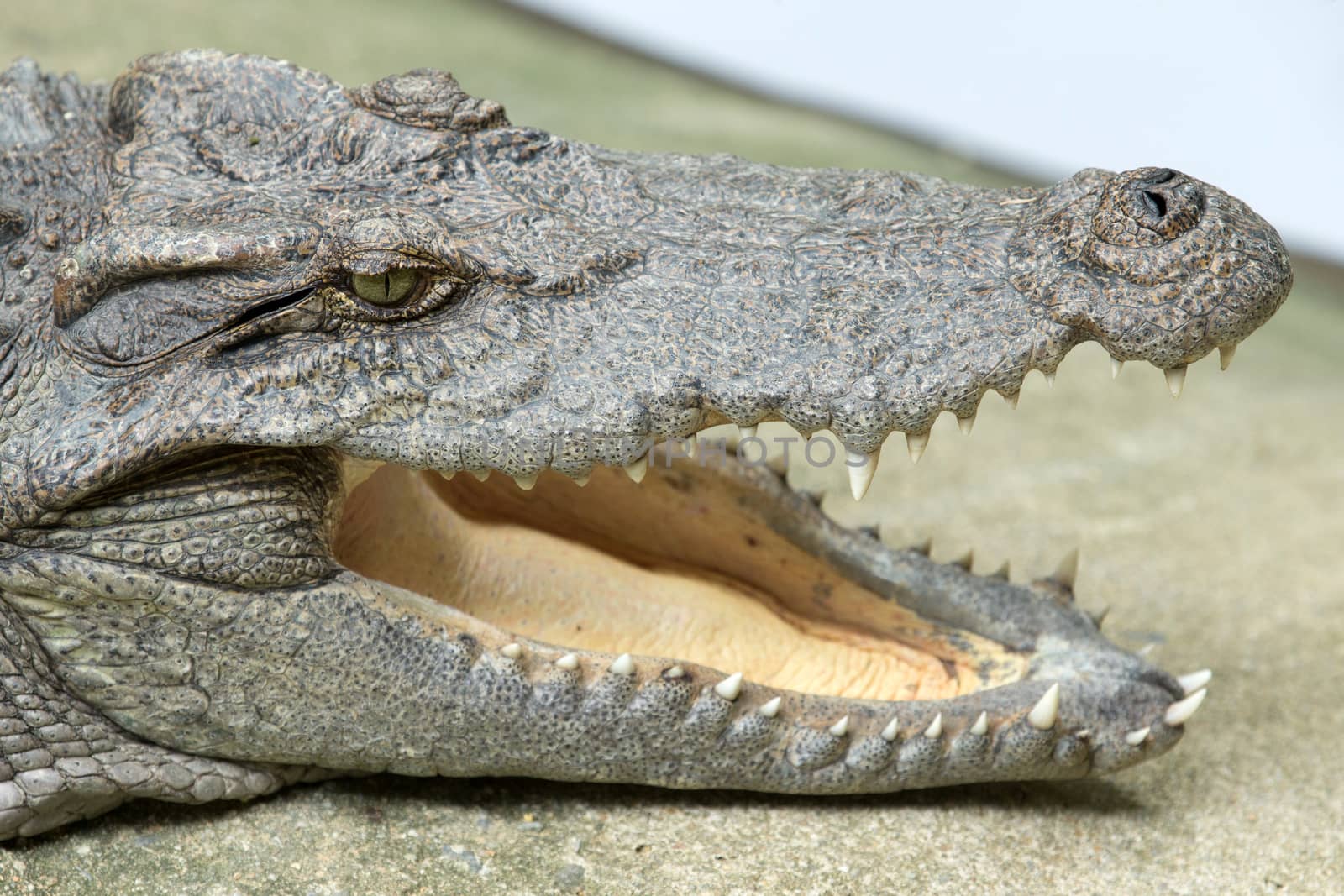 Close up of an Alligator