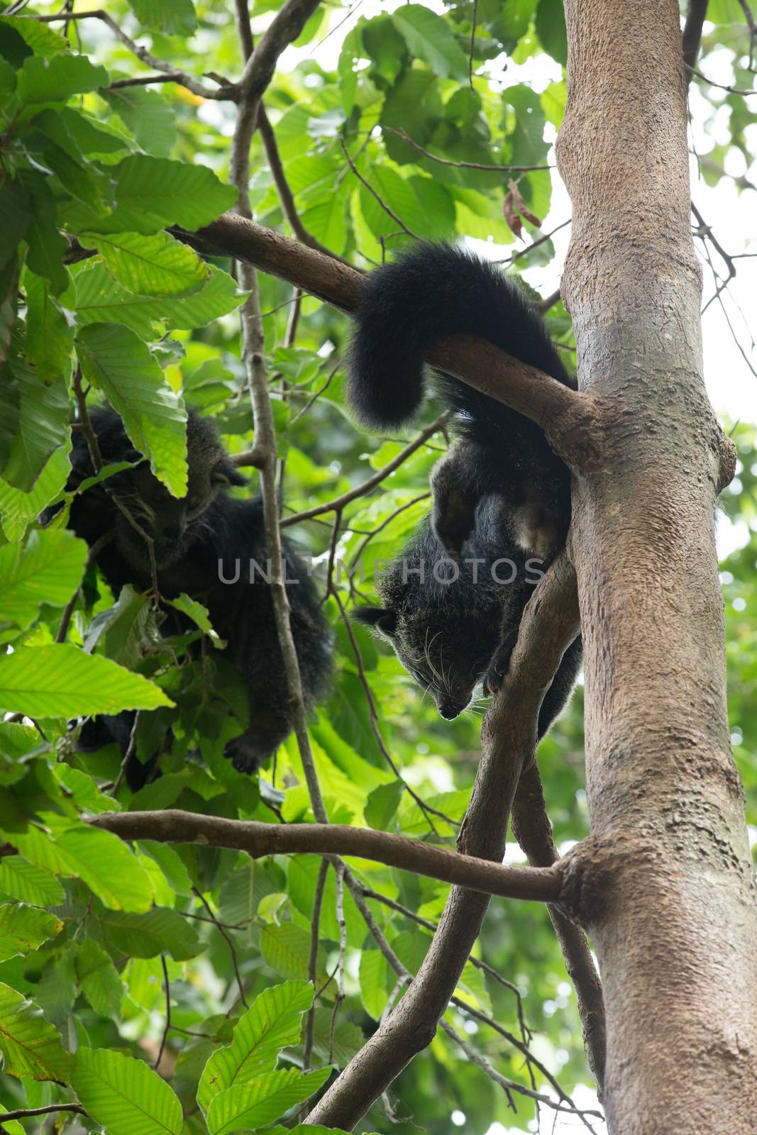 rare and amusing animal of binturong