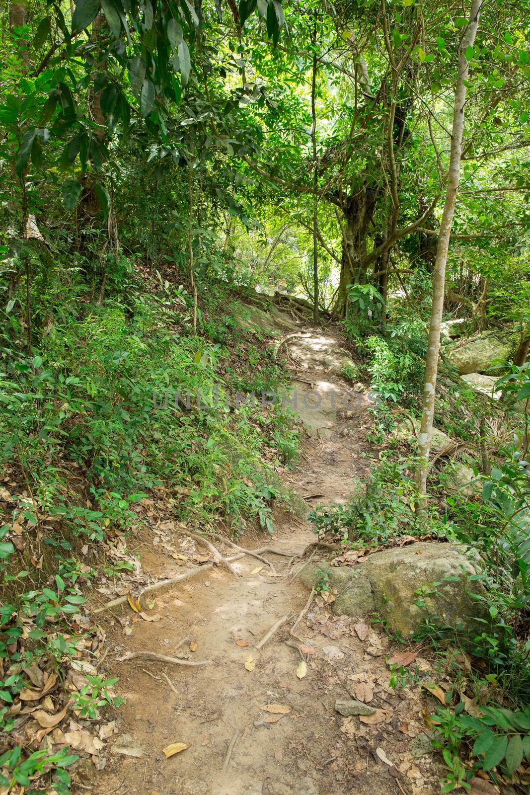 Stream in the tropical jungle