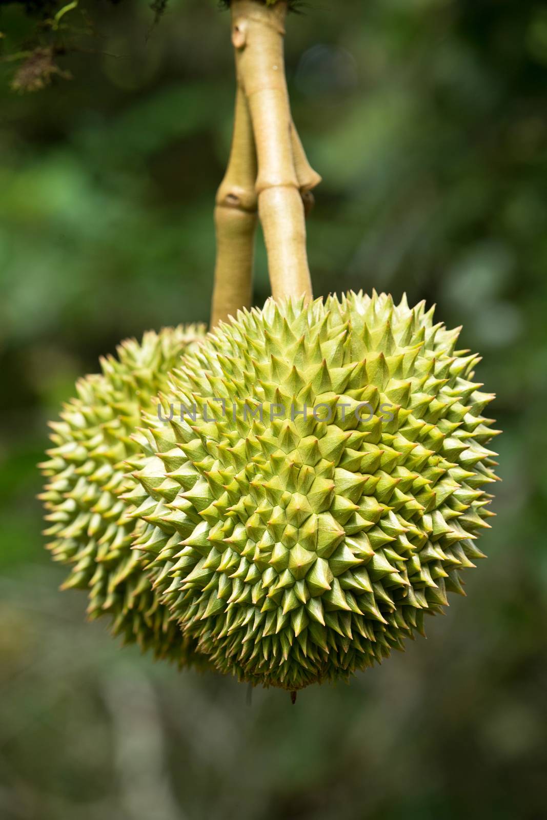 Fresh durian in the orchard