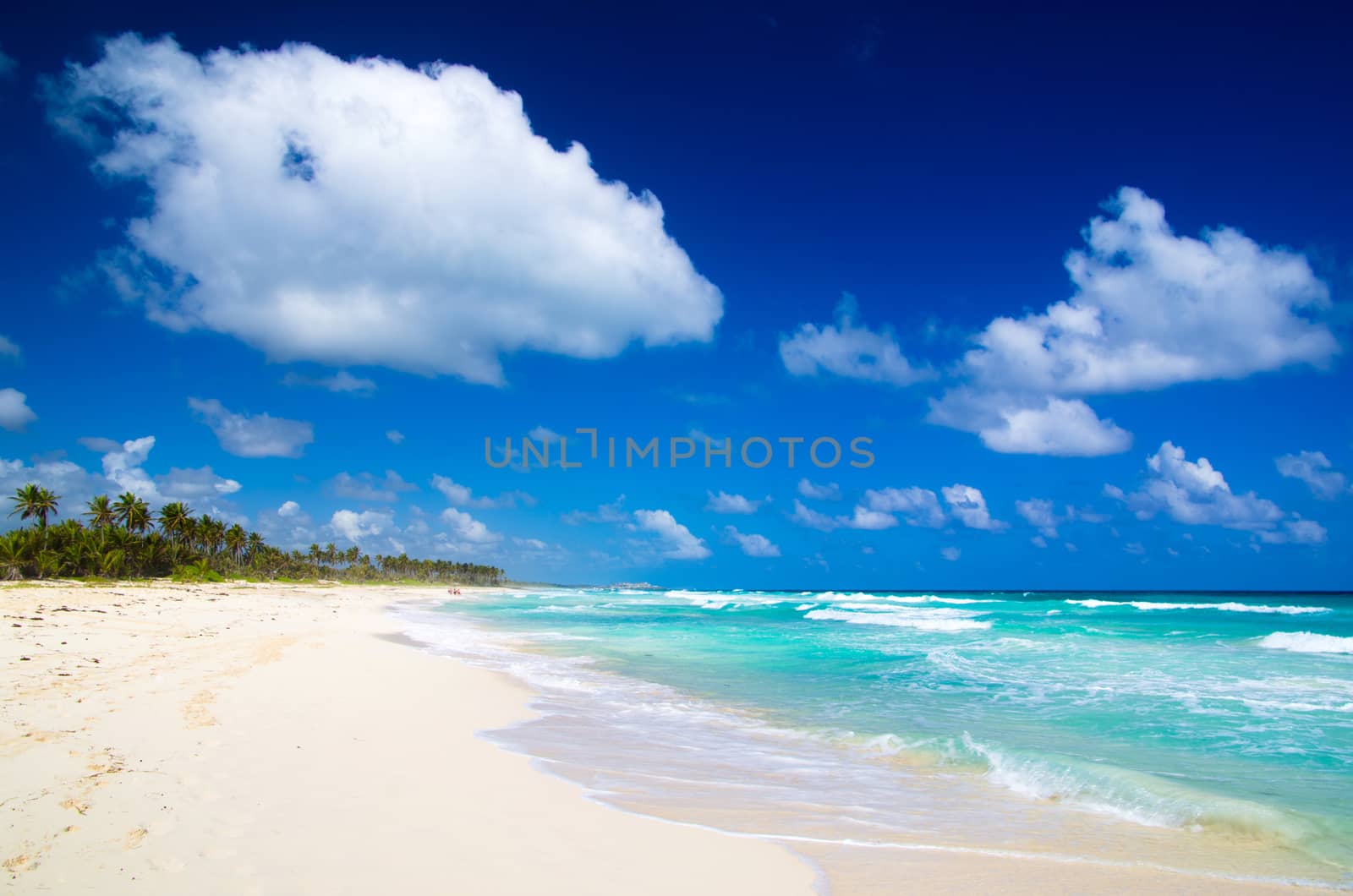 Caribbean Beach and Palm tree  .Paradise. Vacation and Tourism concept. 