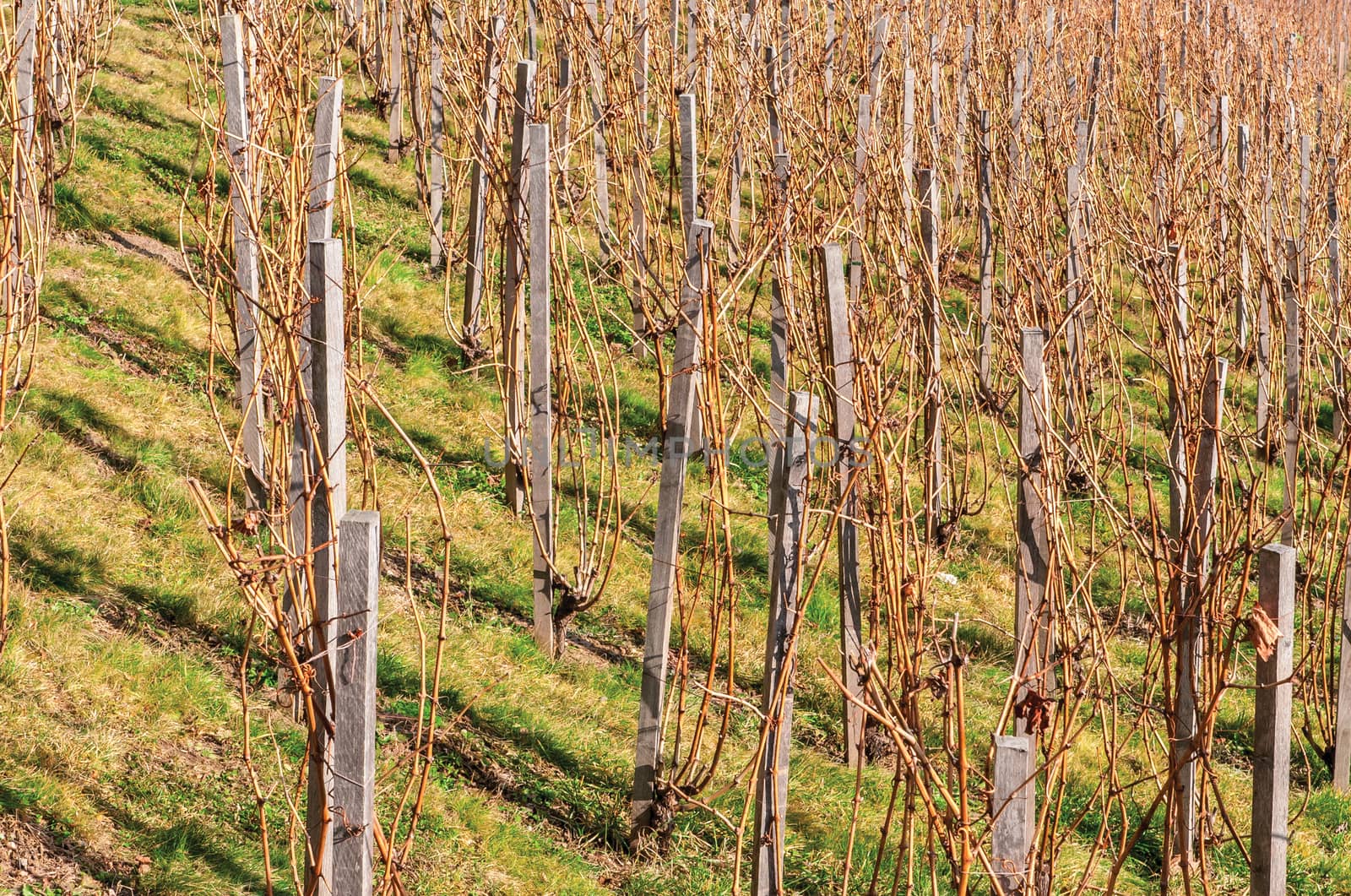 Vineyard  bright sunny day