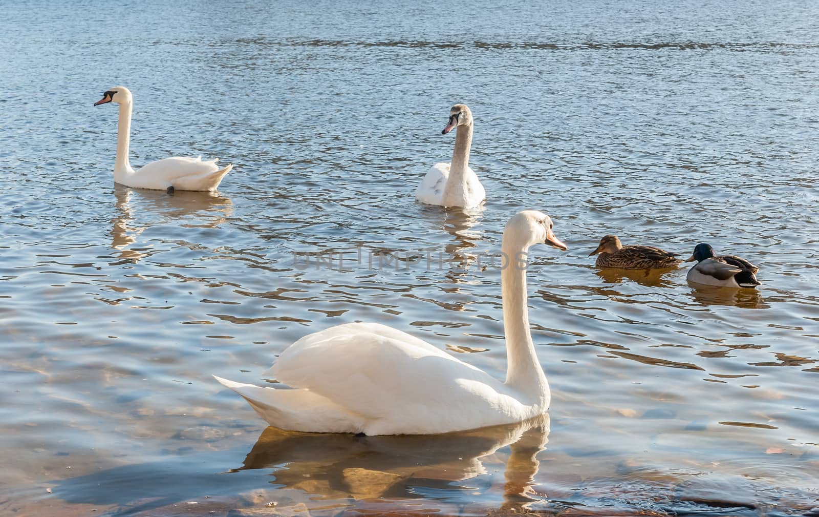 Wild birds on the lake in a bright sunny day