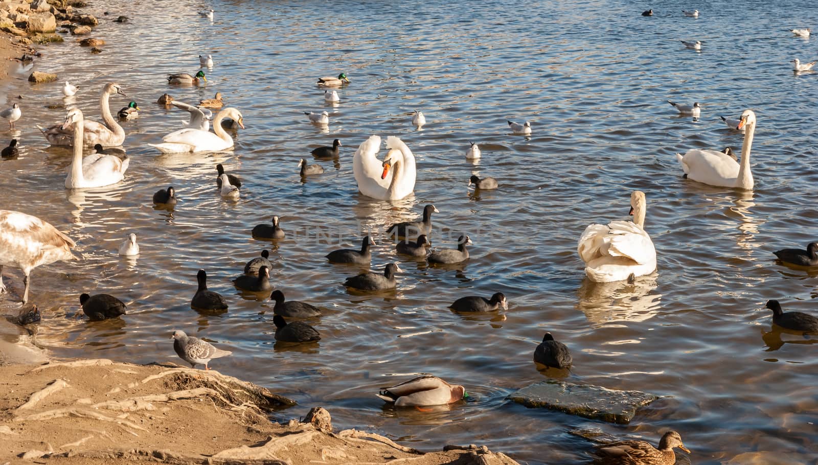 Wild birds on the lake in a bright sunny day