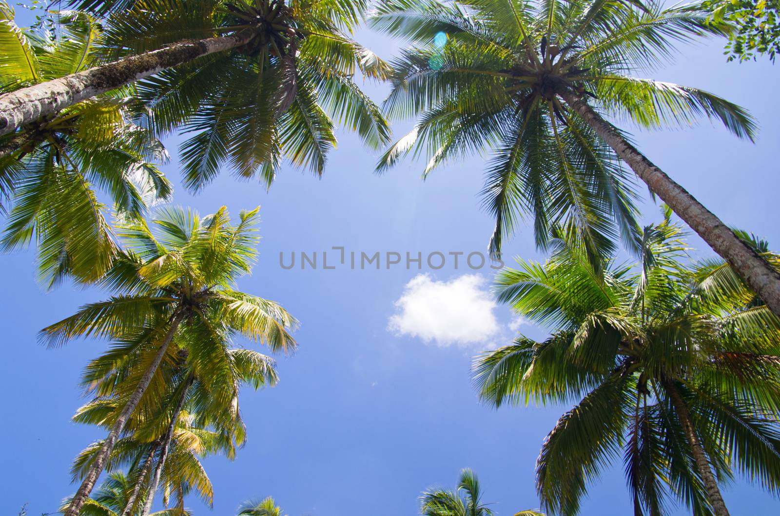 Palm tree on the sky