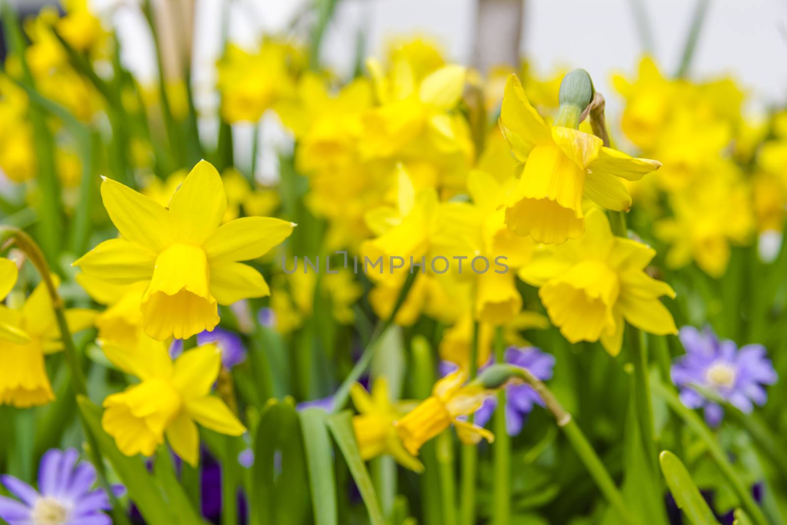 Yellow narcissuses against the blue sky
