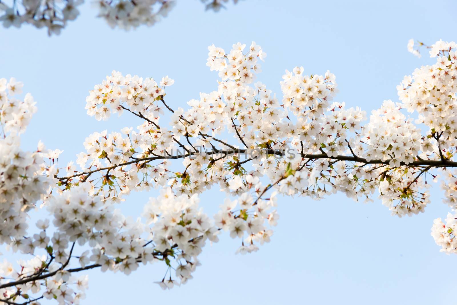 Beautiful flowering Japanese cherry - Sakura. Background with flowers on a spring day.